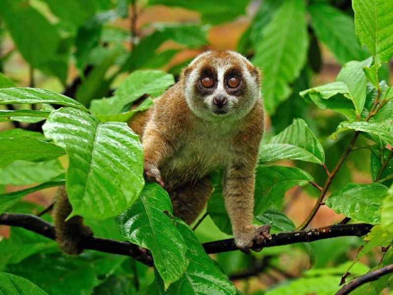 apache prevent slowloris attack